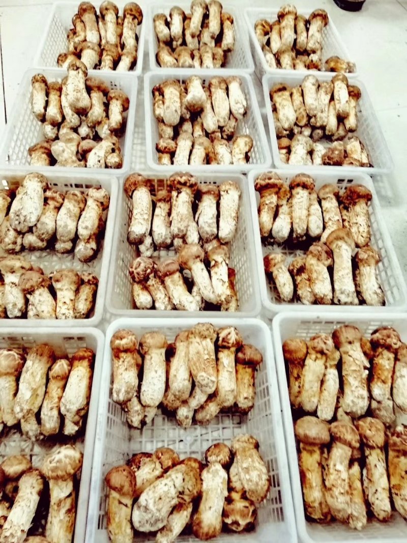 食用菌鲜货