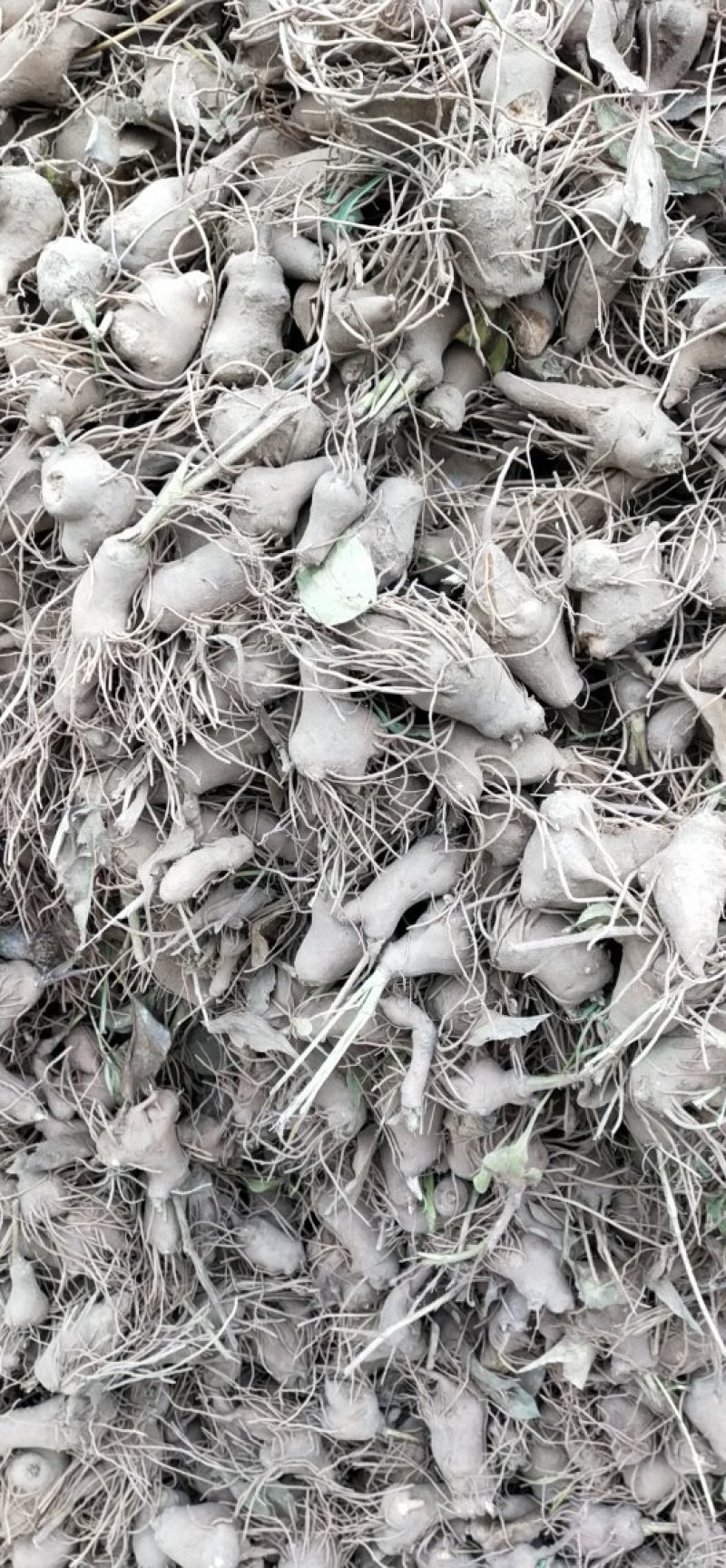 河北定州改良白术芽子