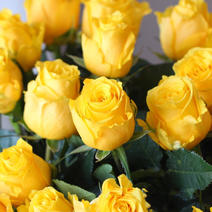 黄玫瑰四季开花浓香型玫瑰盆栽玫瑰花苗