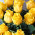 黄玫瑰四季开花浓香型玫瑰盆栽玫瑰花苗
