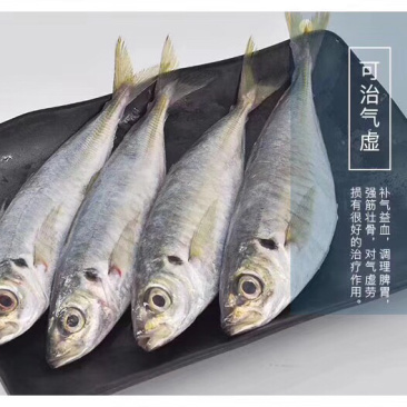 巴浪鱼灯光巴浪鱼经济实惠