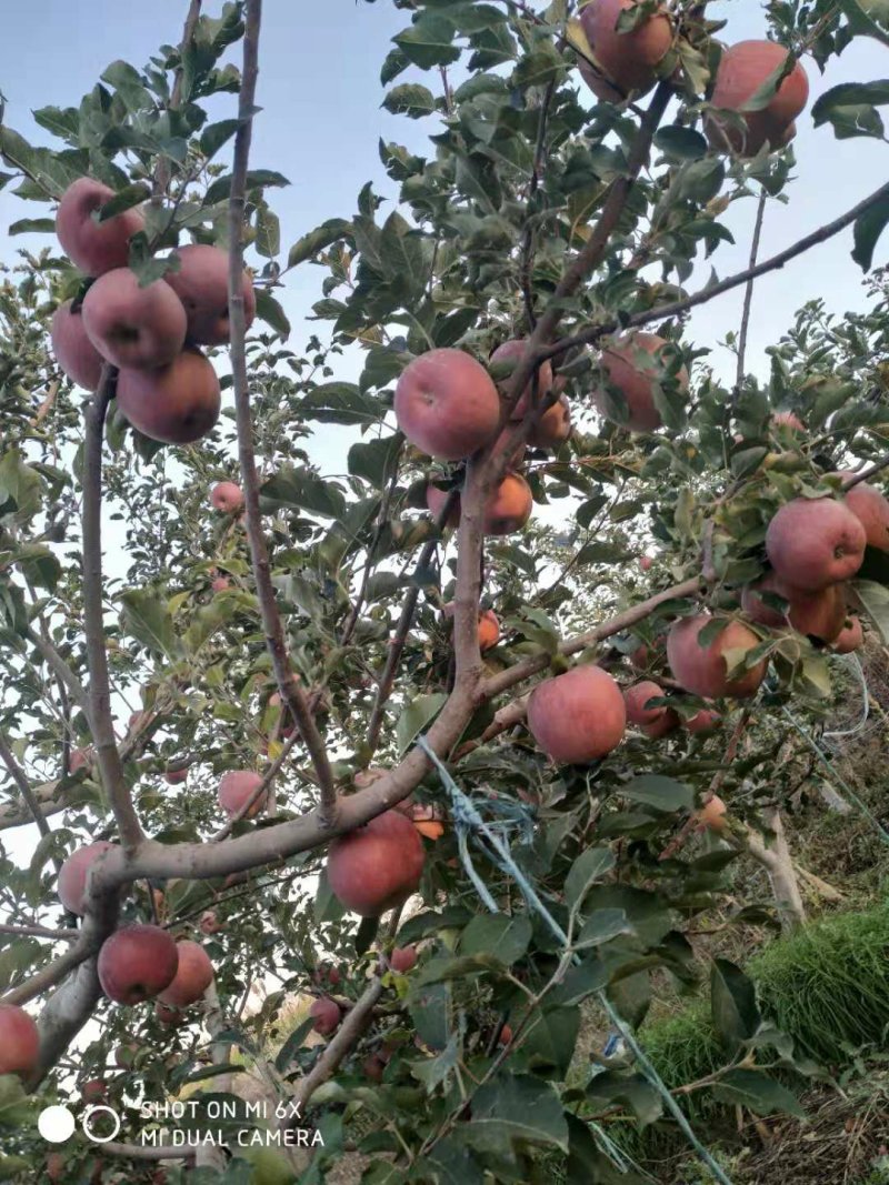 阿克苏冰糖心苹果