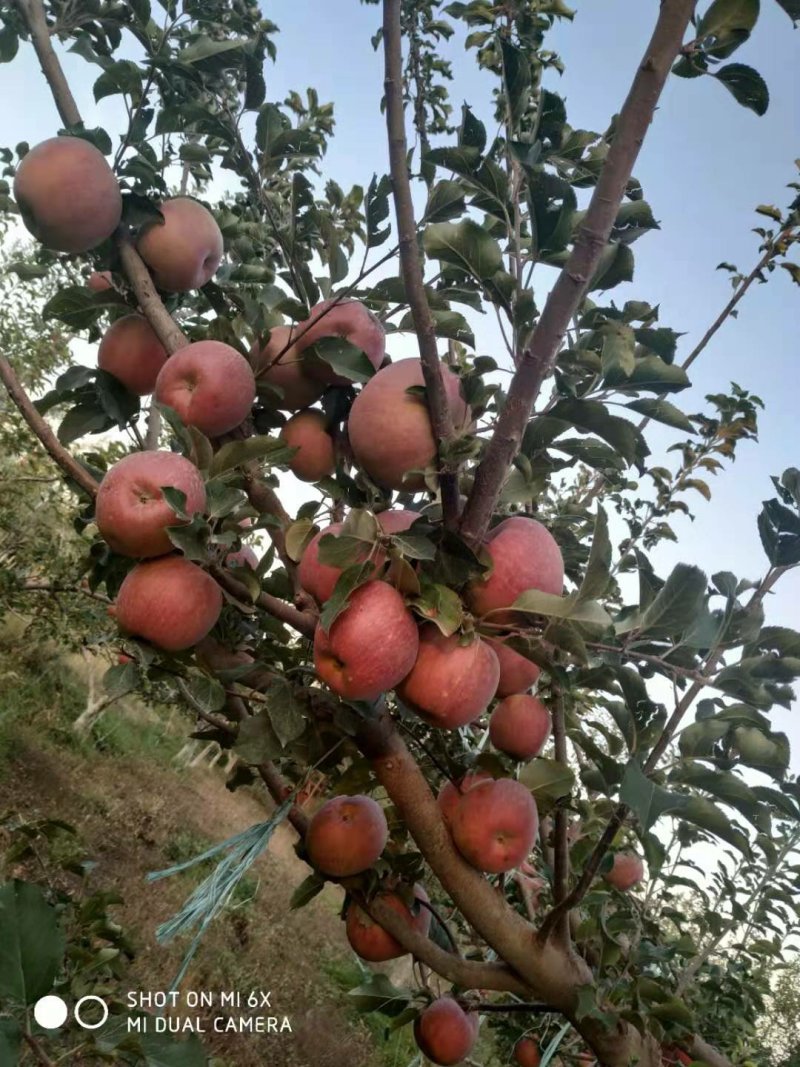 阿克苏冰糖心苹果