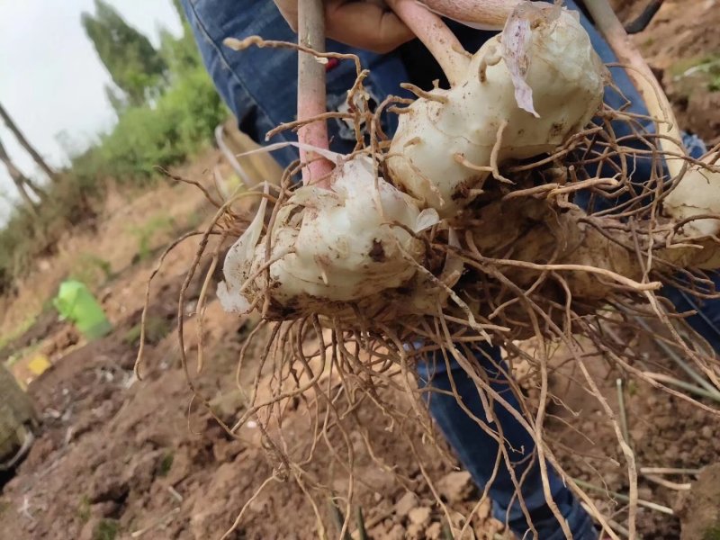 百亩黄精基地三年生块茎苗，有精湛的种植技术诚信经营