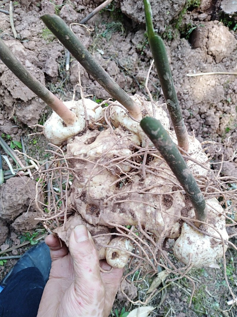 百亩黄精基地三年生块茎苗，有精湛的种植技术诚信经营