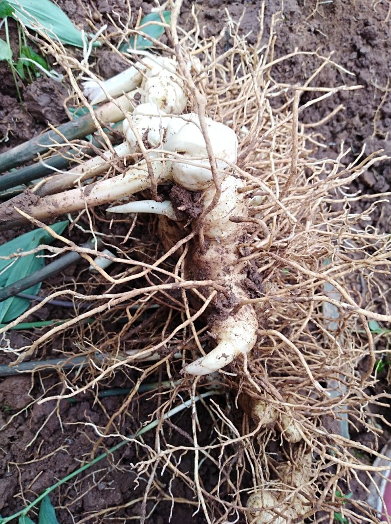 百亩黄精基地三年生块茎苗，有精湛的种植技术诚信经营