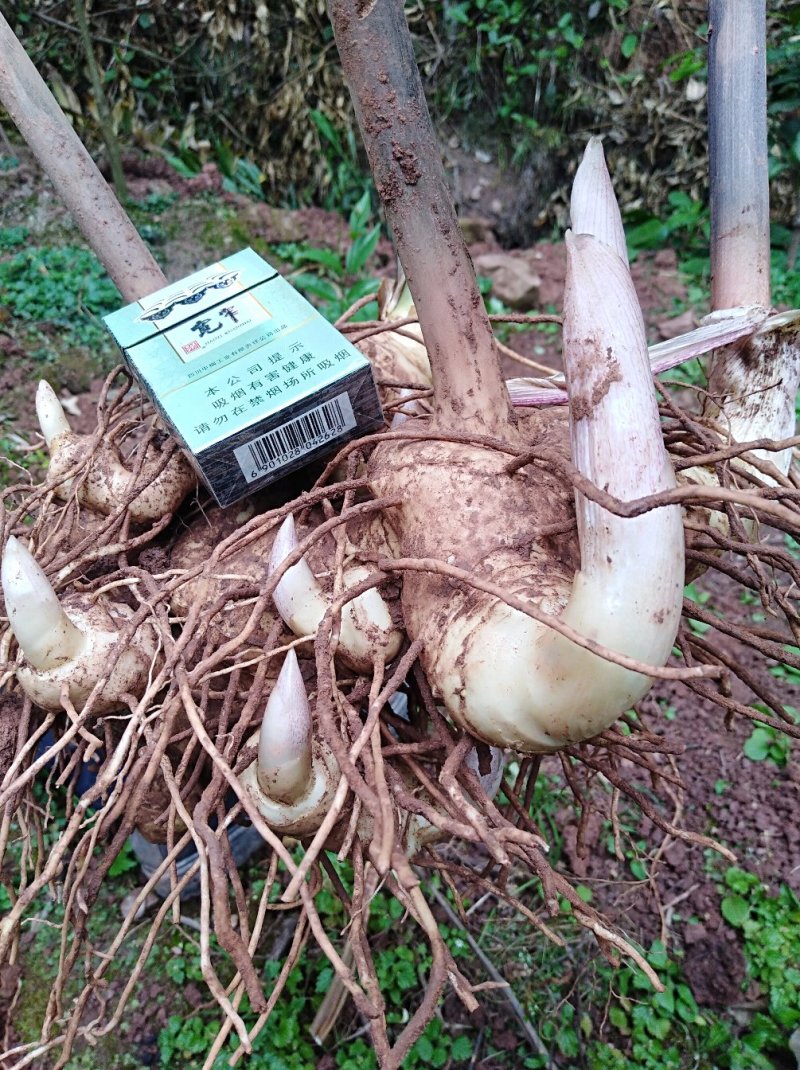 百亩黄精基地三年生块茎苗，有精湛的种植技术诚信经营