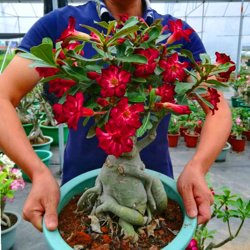 重瓣沙漠玫瑰花苗盆栽四季开花不断好养花卉阳台庭院盆景老桩