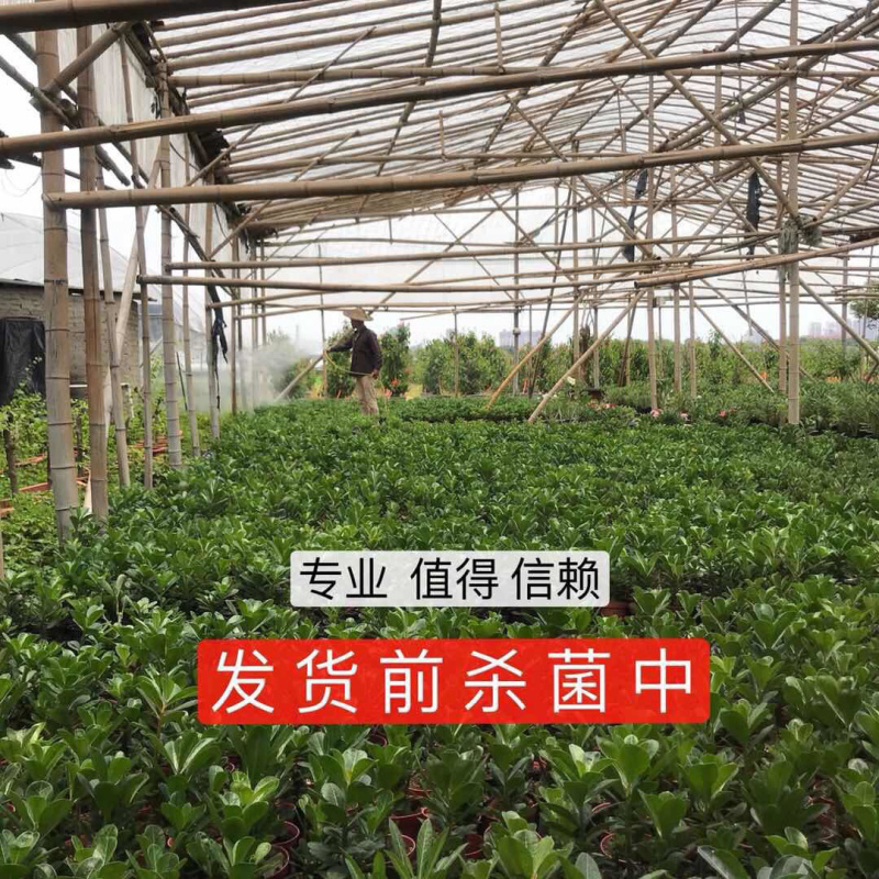 重瓣沙漠玫瑰花苗盆栽四季开花不断好养花卉阳台庭院盆景老桩
