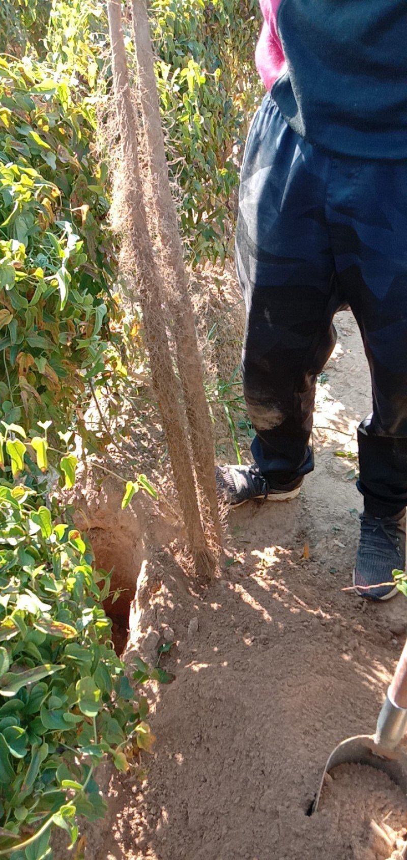 大量供应西施山药各种规格山药