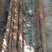 大量供应西施山药各种规格山药