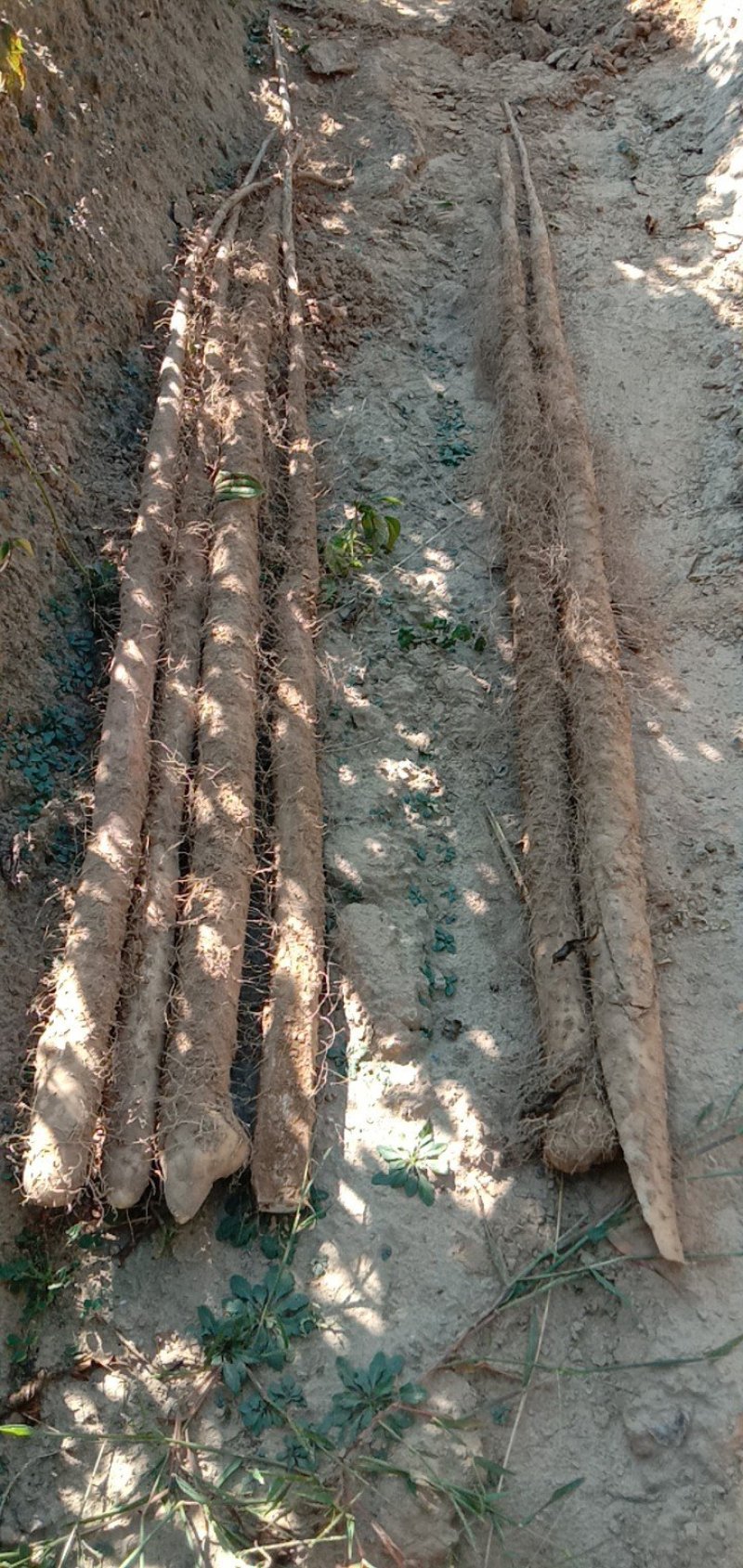 大量供应西施山药各种规格山药