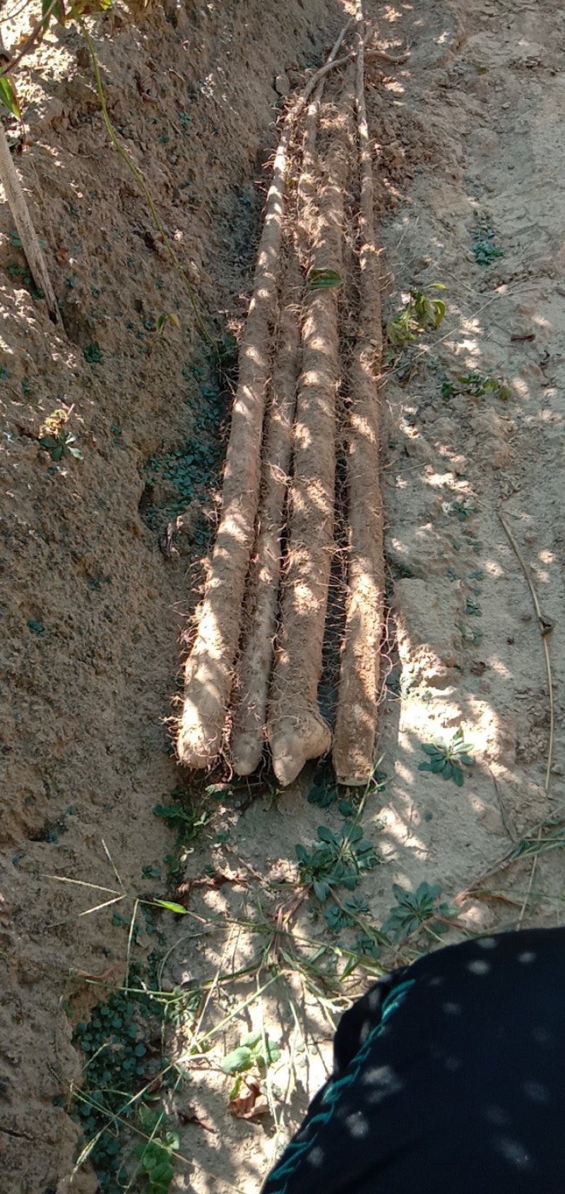 大量供应西施山药各种规格山药