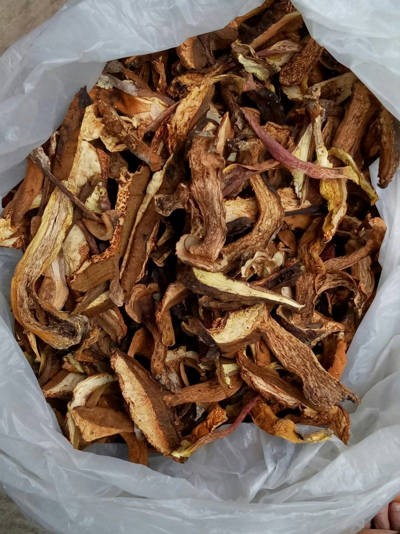 高山黄牛肝菌纯黄牛肝无杂菌手工挑选做菌汤锅主料