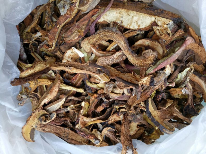 高山黄牛肝菌纯黄牛肝无杂菌手工挑选做菌汤锅主料