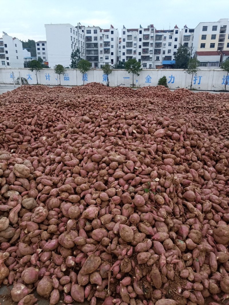 源头红薯