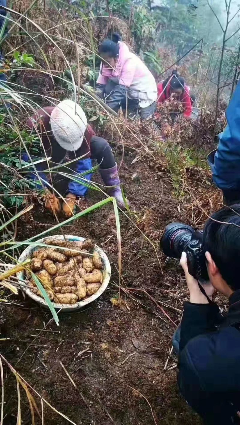 天麻