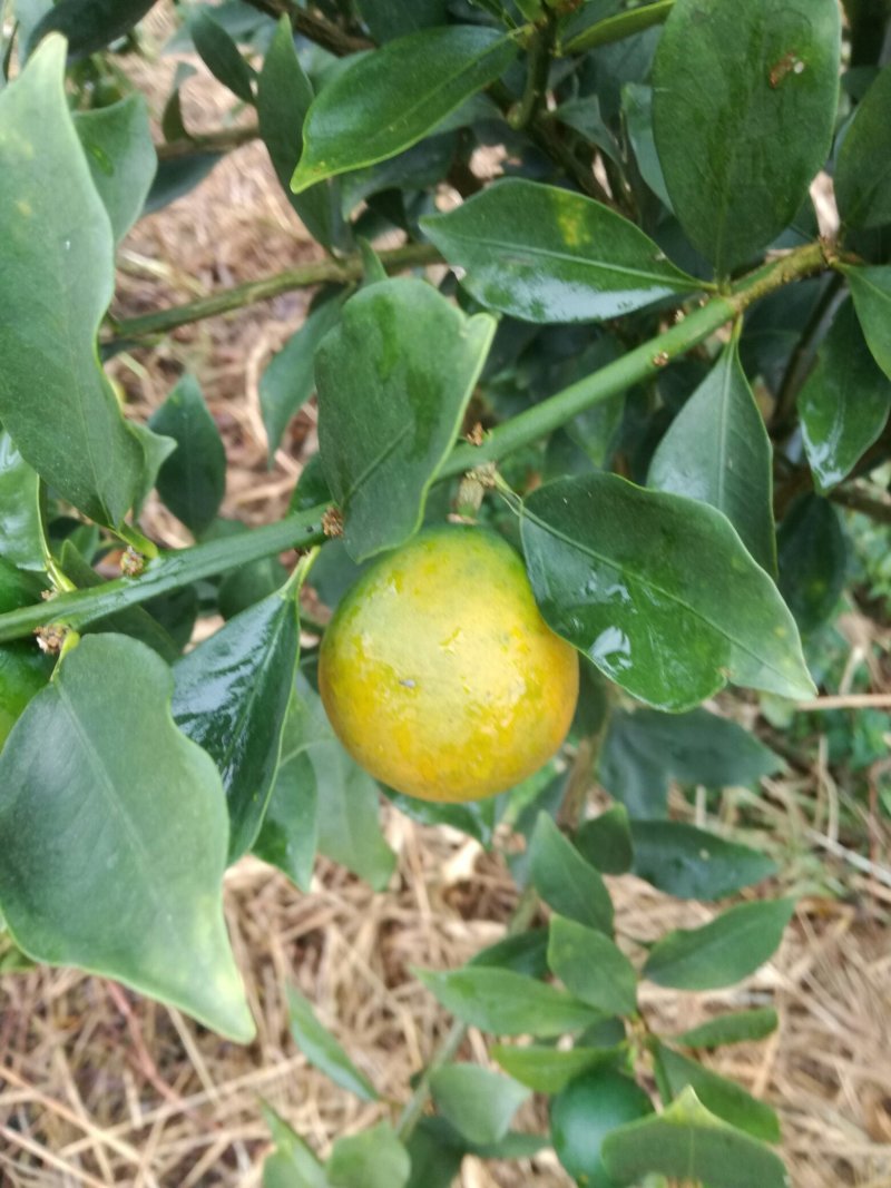 脆皮金桔
