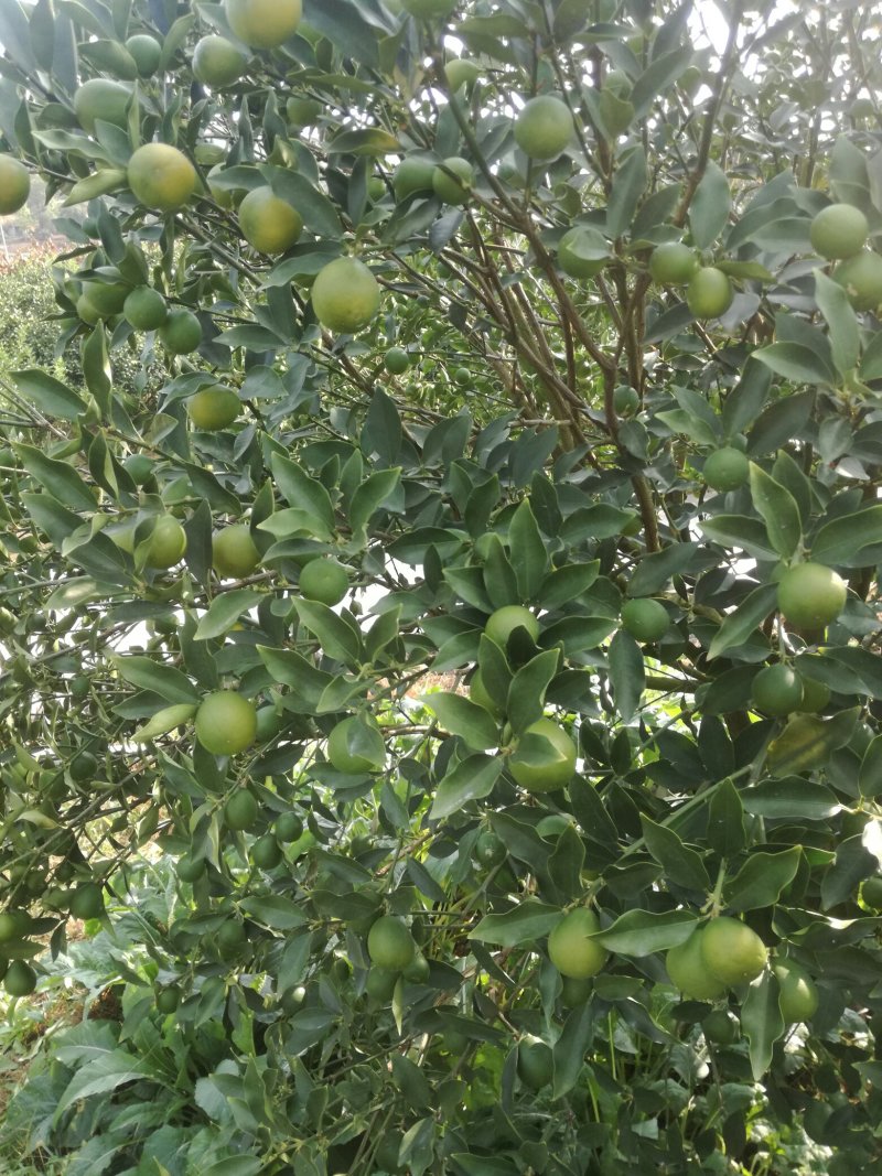 脆皮金桔