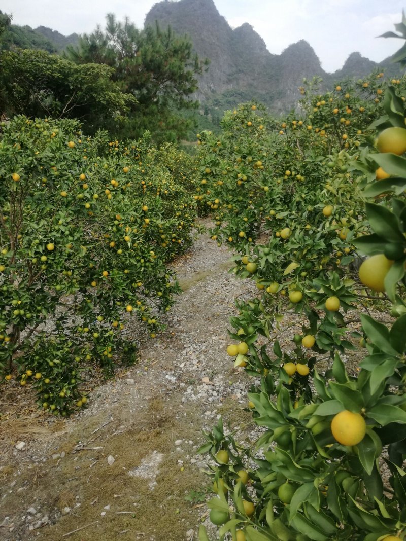 脆皮金桔