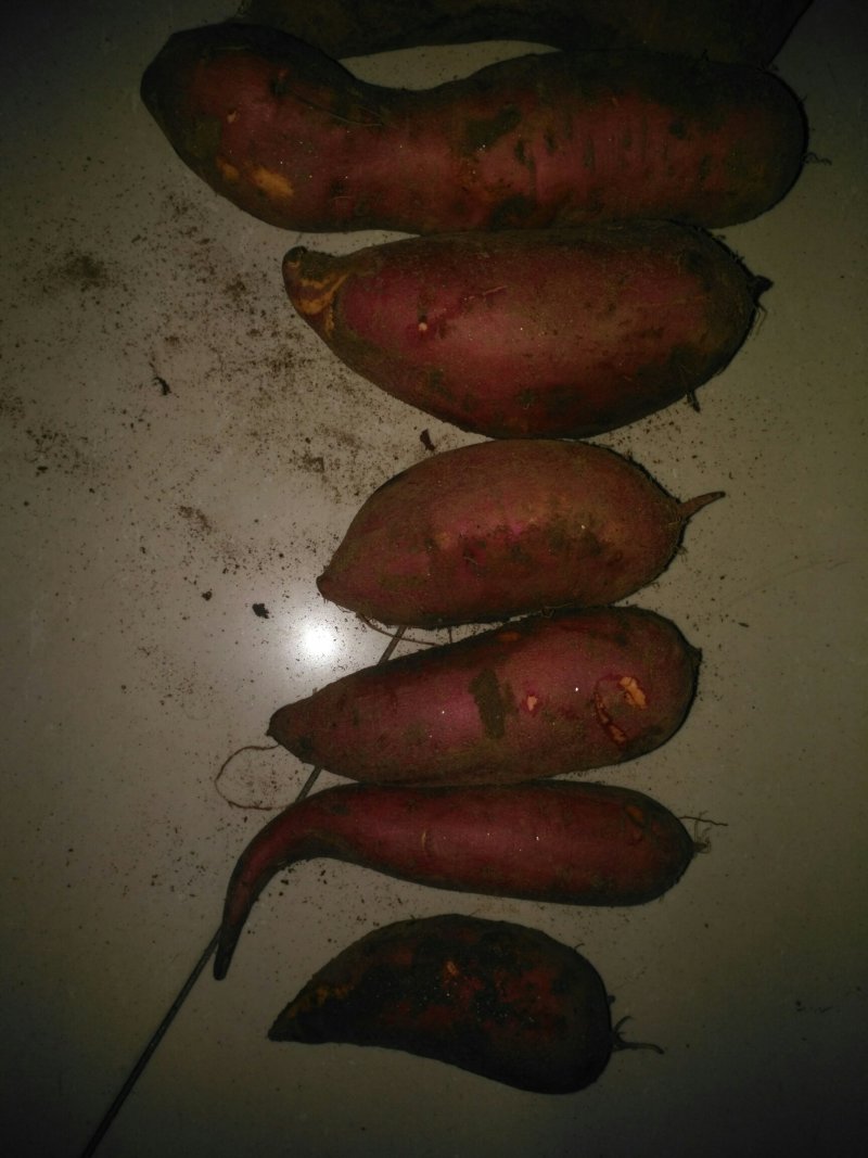 西瓜红红薯