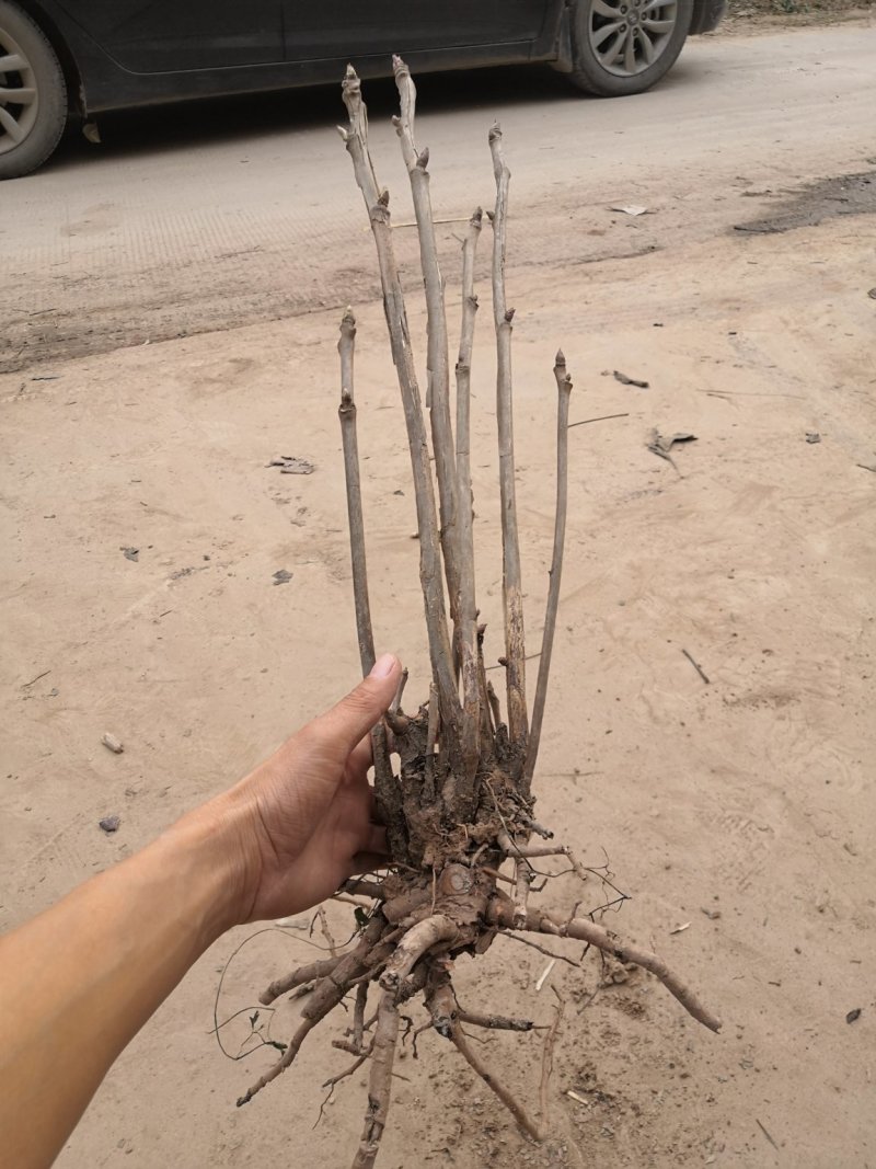 油用牡丹苗，多股牡丹苗，一年至五年牡丹苗