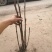 油用牡丹苗，多股牡丹苗，一年至五年牡丹苗