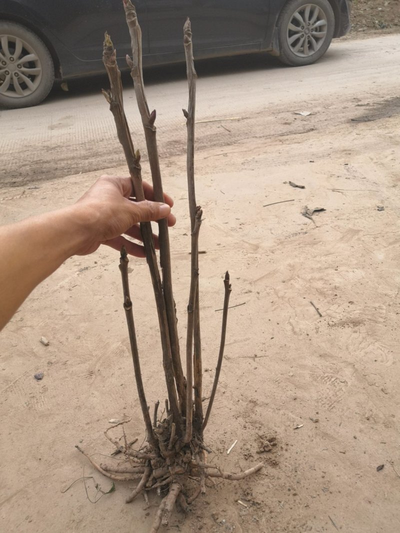 油用牡丹苗，多股牡丹苗，一年至五年牡丹苗