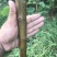 樱桃树苗！大量出售保证质量！欢迎各位老板光临！