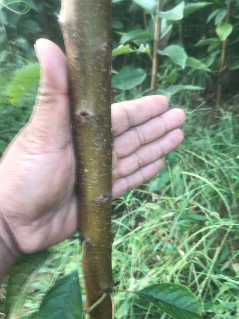 樱桃树苗！大量出售保证质量！欢迎各位老板光临！