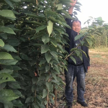 樱桃树苗！大量出售保证质量！欢迎各位老板光临！