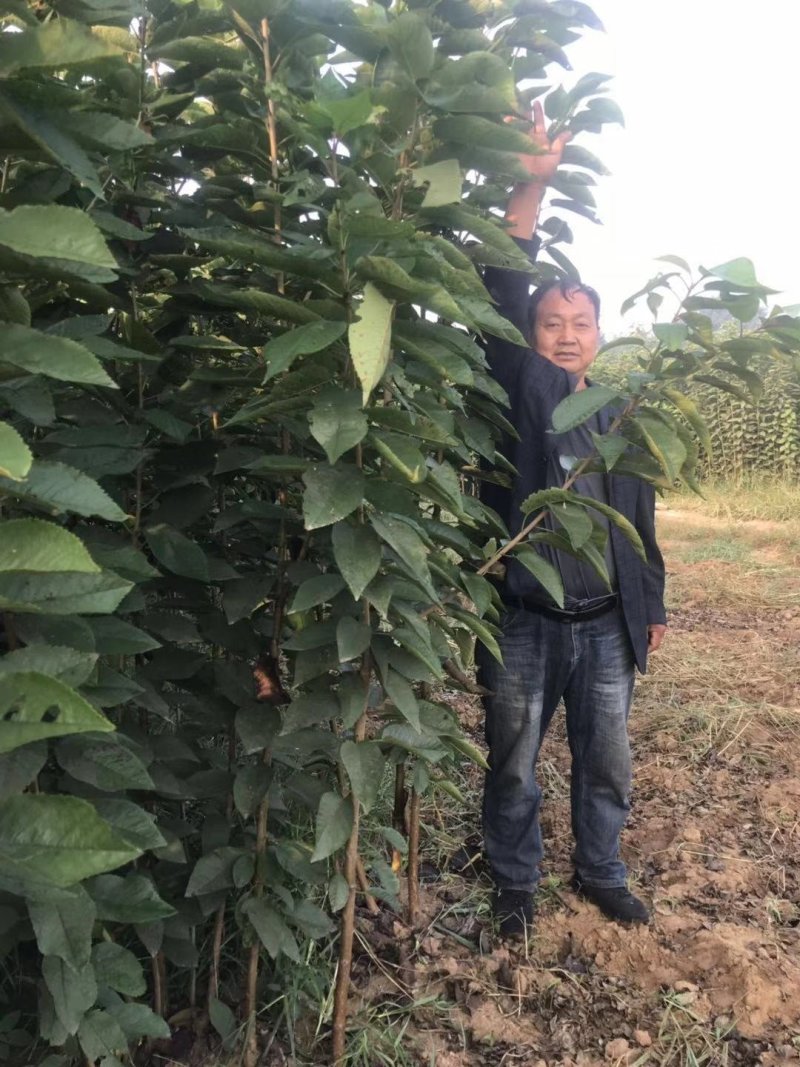 樱桃树苗！大量出售保证质量！欢迎各位老板光临！