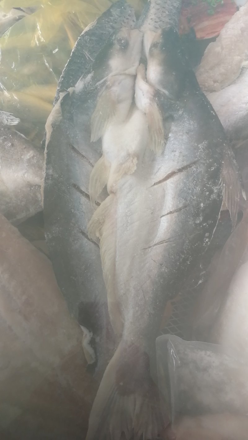 开背鱼