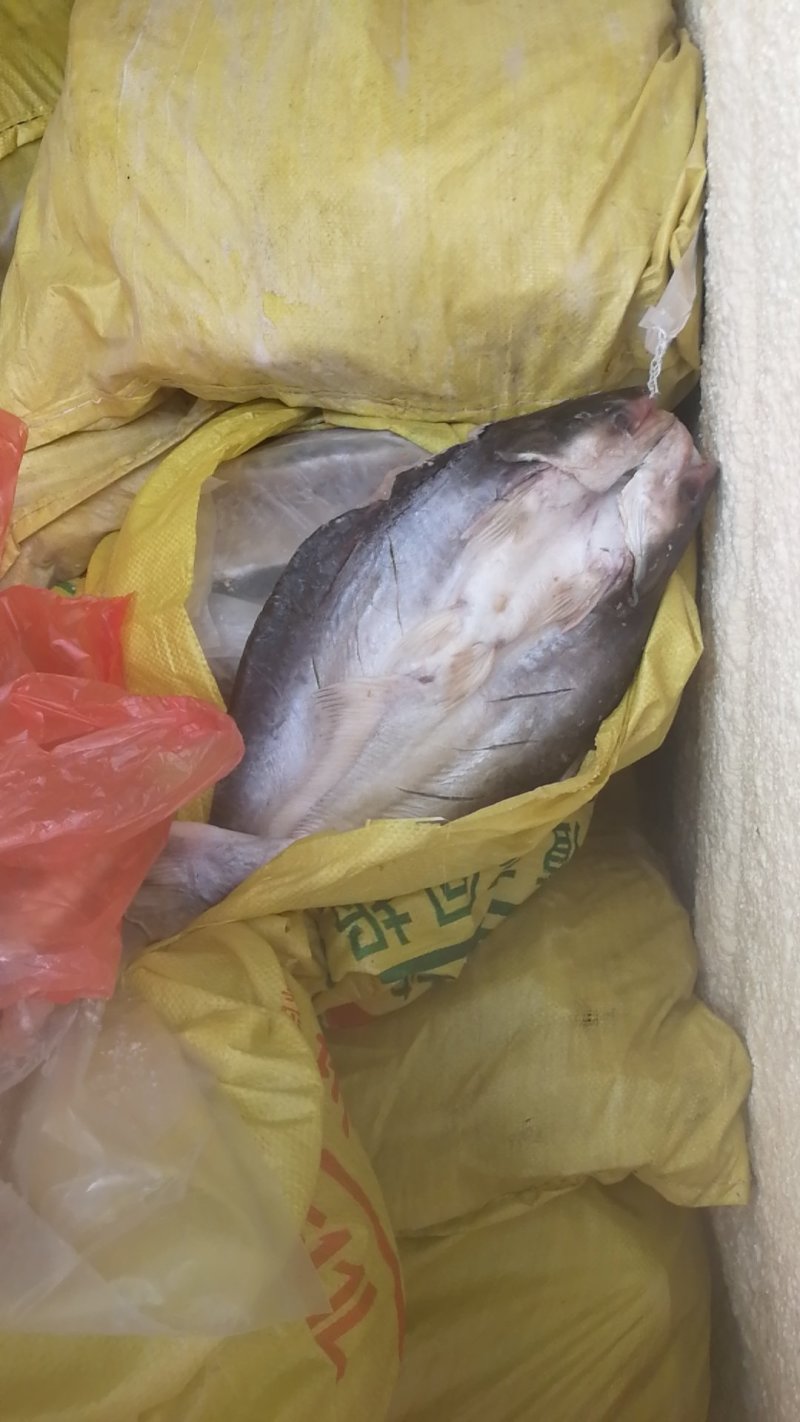 开背鱼