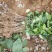 杜仲树苗，根系好，成活率高，基地直供杜仲树苗