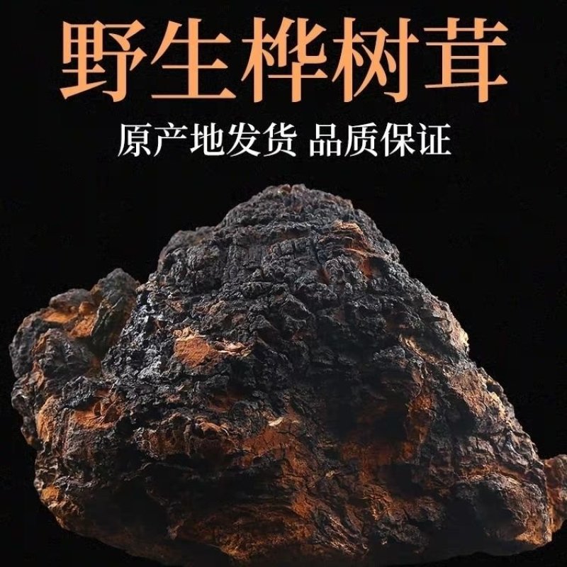 俄罗斯桦树茸野生白桦茸茶桦树泪滋补养