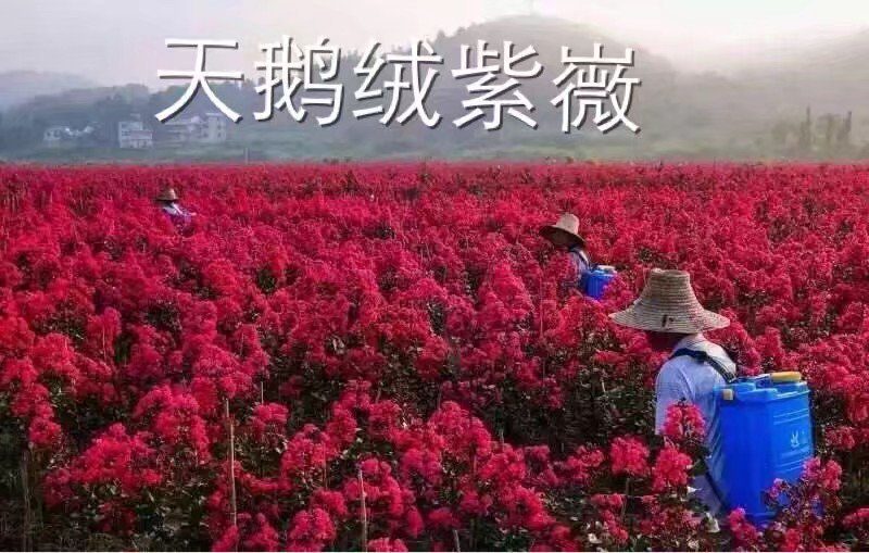 清地处理