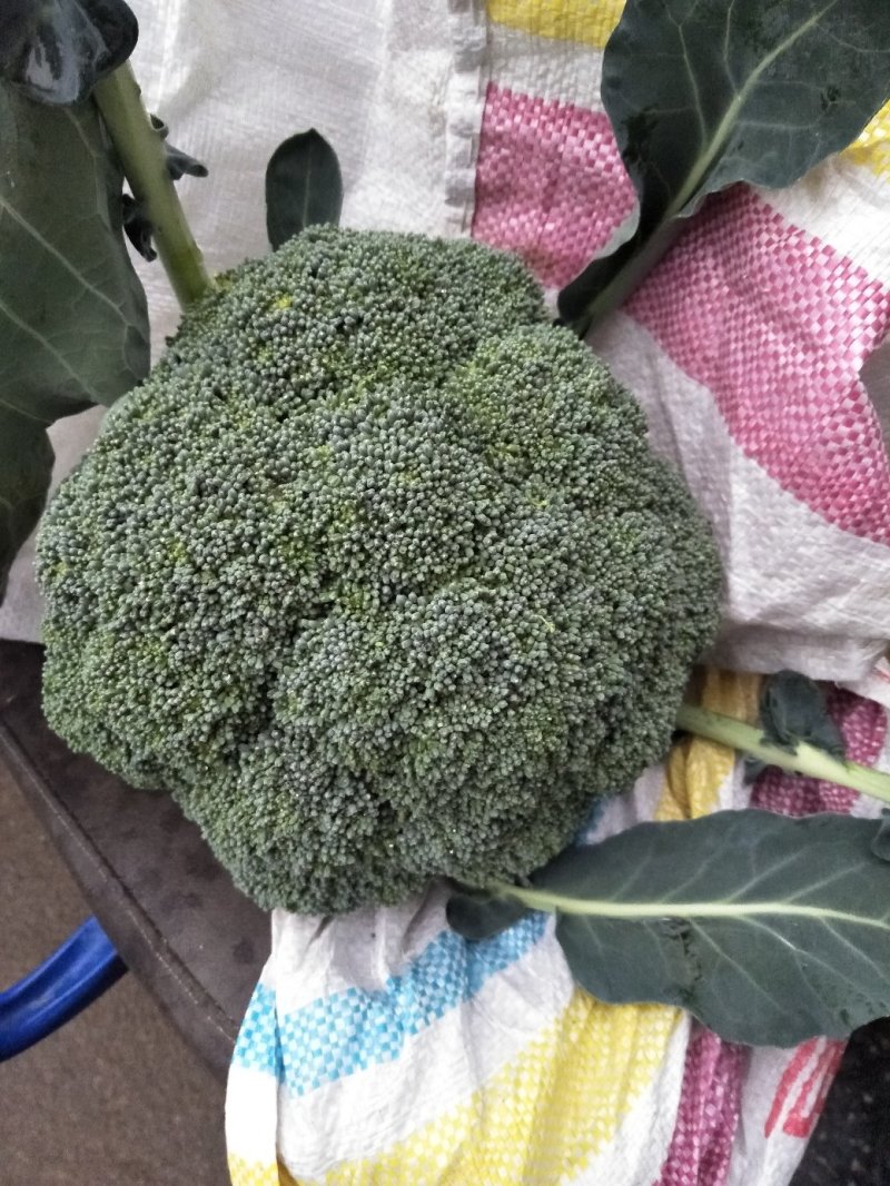 西兰花