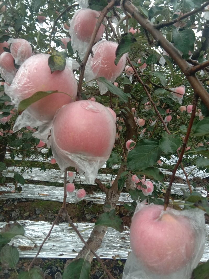 礼泉优质膜袋红富士已大量上市
