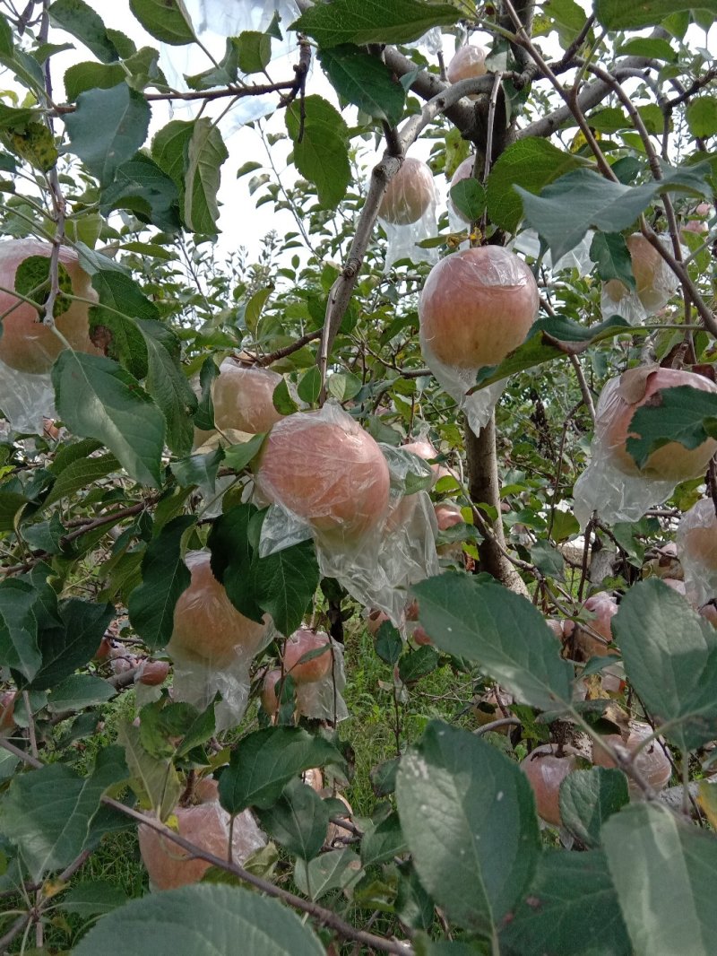 礼泉优质膜袋红富士已大量上市
