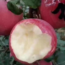 山西果苗优质苹果树苗苗结出的苹果个大脆甜