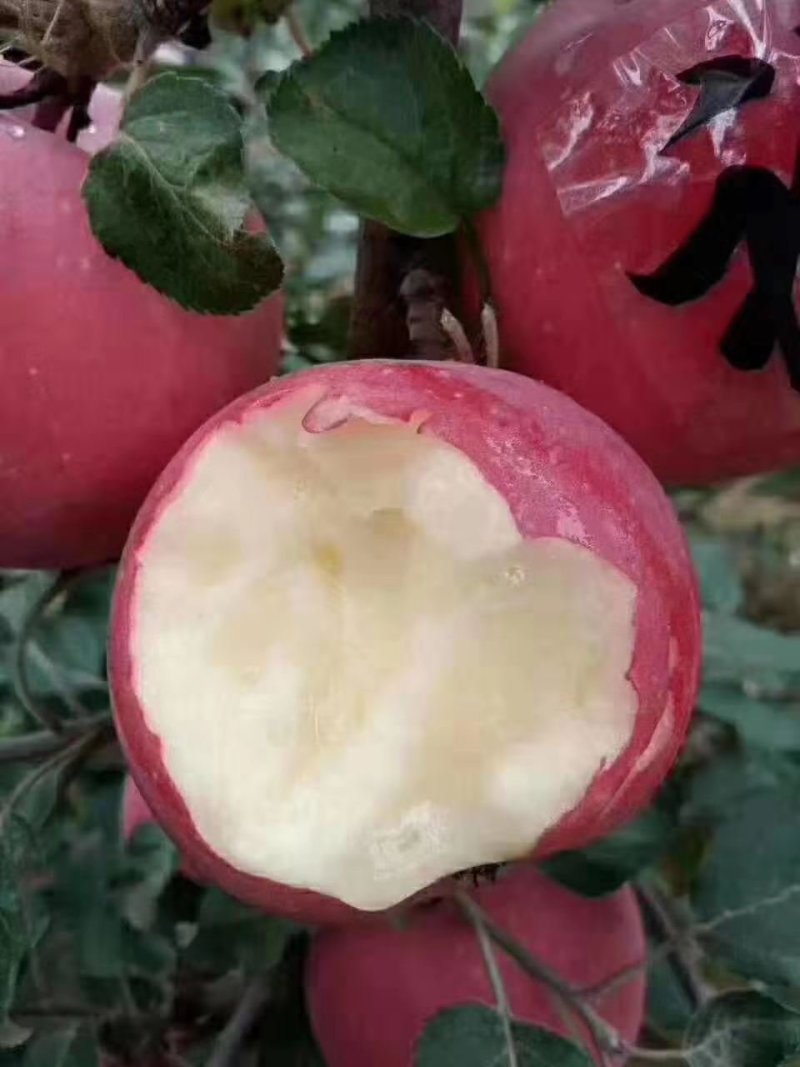 山西果苗优质苹果树苗苗结出的苹果个大脆甜