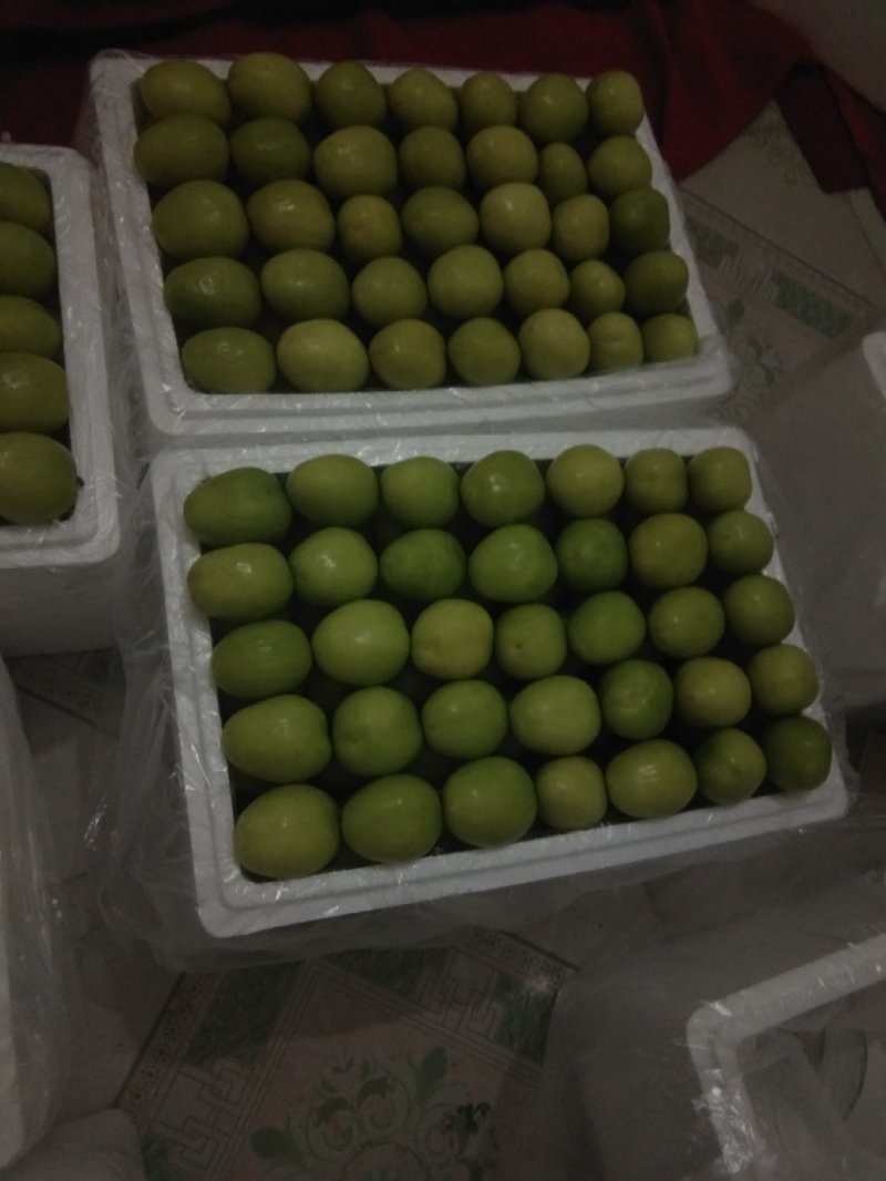 台湾大青枣。甜脆露天货，。。。。。。。。。
