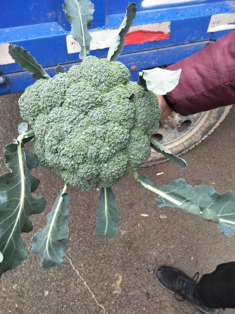 西兰花