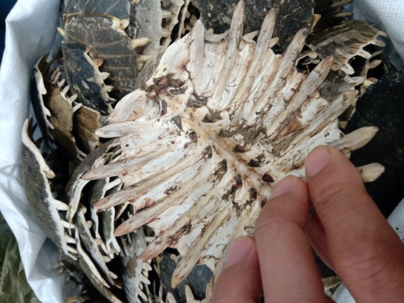 鳖甲制鳖甲醋鳖甲鳖下甲规格齐全质量保证……