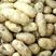 【精品】河南通许v7：希森，土豆大量上市品种齐全欢迎采购