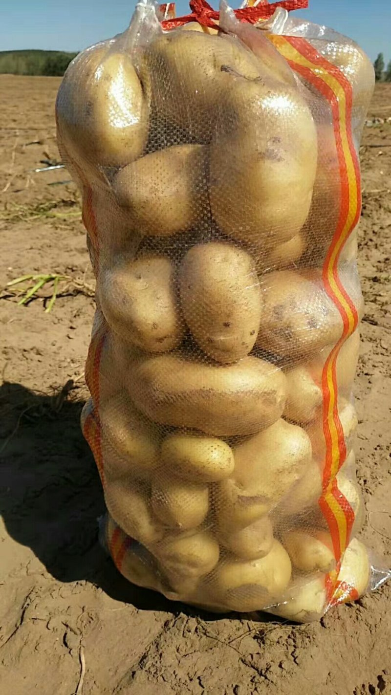 【精品】河南通许v7：希森，土豆大量上市品种齐全欢迎采购