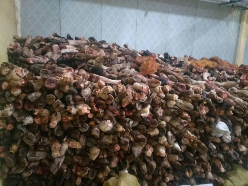 内蒙古锡林郭勒盟草地牛蹄，实图拍摄，大量现货，便宜出。