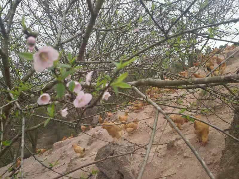 桃花鸡生鲜