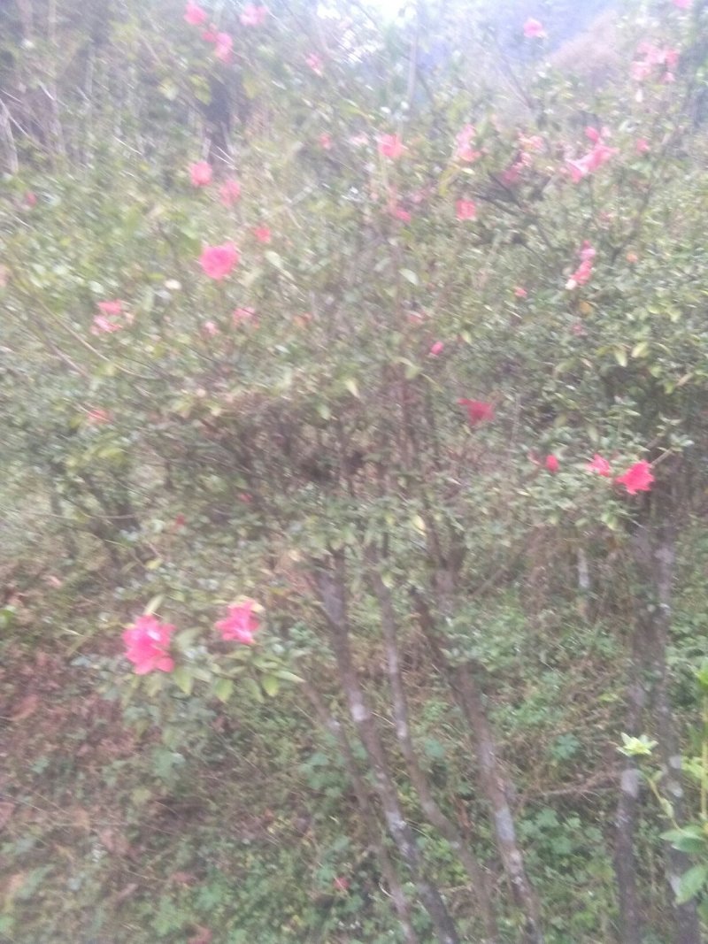 野生大树映山红，杜鹃花